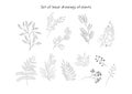 Set of graphic drawings of black and white plants. Linear drawing plants.